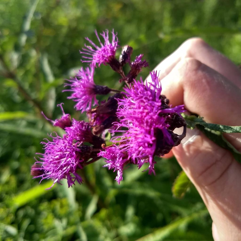 A photo of Ironweed, Vernonia gigantea, a wetland purple flowering plant native to the eastern United States. 